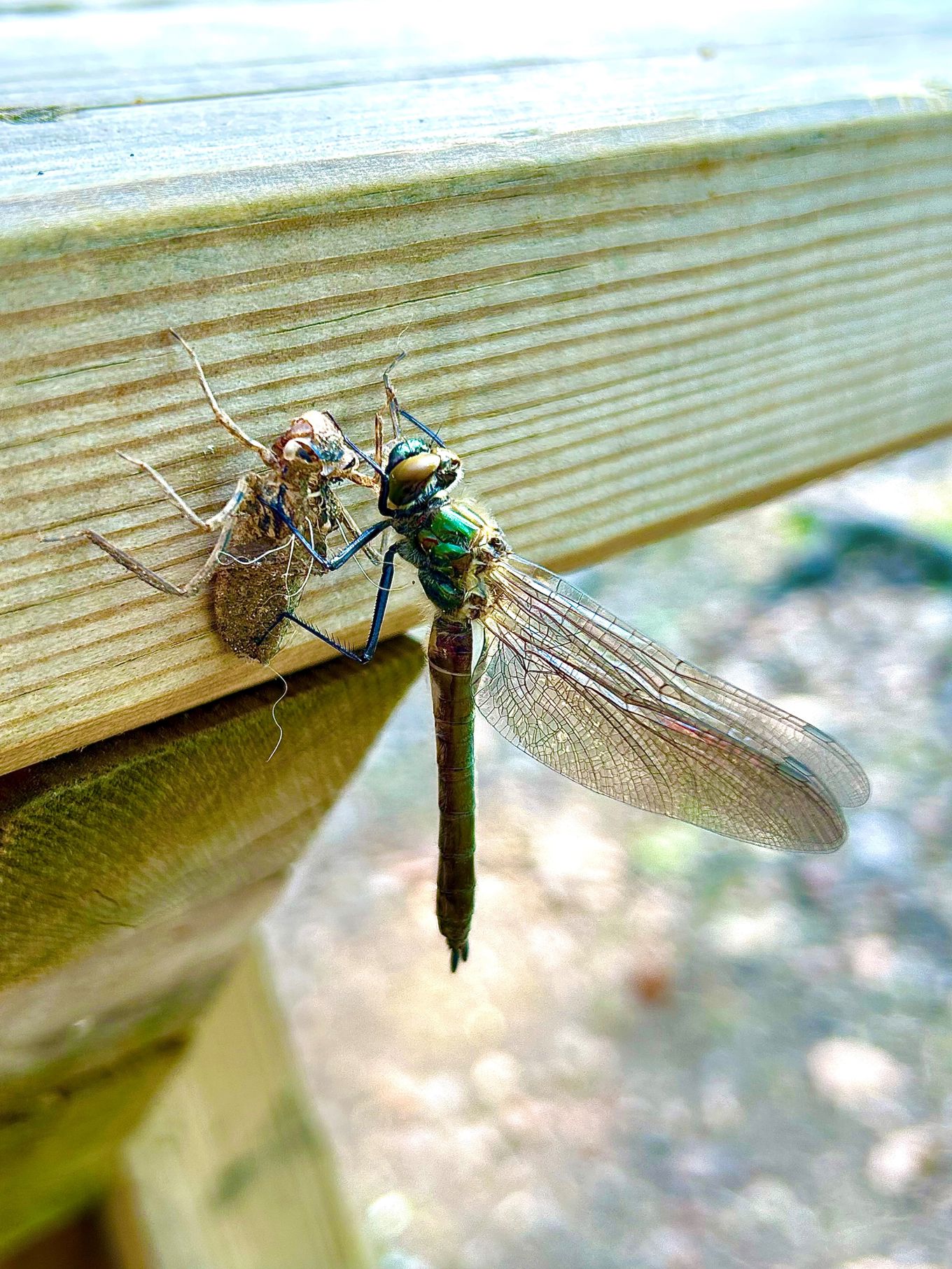 En øyenstikker på et blad